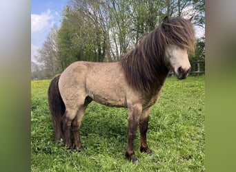 Pony Islandese, Castrone, 4 Anni, 137 cm, Pelle di daino