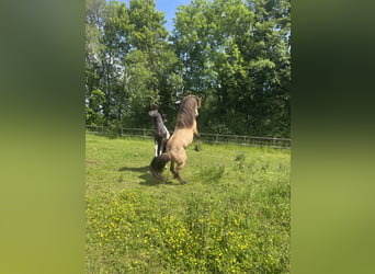 Pony Islandese, Castrone, 4 Anni, 137 cm, Pelle di daino
