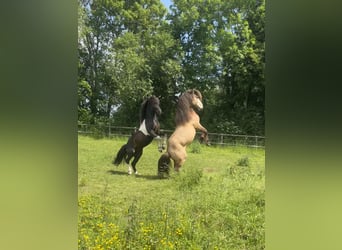 Pony Islandese, Castrone, 4 Anni, 137 cm, Pelle di daino