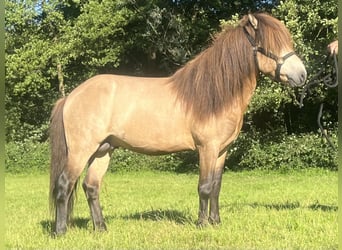 Pony Islandese, Castrone, 4 Anni, 137 cm, Pelle di daino