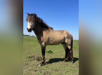 Pony Islandese, Castrone, 4 Anni, 137 cm, Pelle di daino