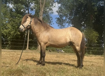 Pony Islandese, Castrone, 4 Anni, 137 cm, Pelle di daino