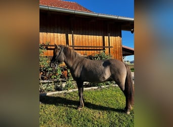Pony Islandese, Castrone, 4 Anni, 138 cm, Falbo