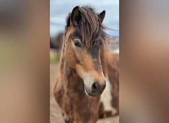 Pony Islandese, Castrone, 4 Anni, 140 cm, Pezzato