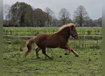 Pony Islandese, Castrone, 4 Anni, 142 cm, Sauro