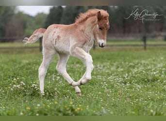 Pony Islandese, Castrone, 4 Anni, 142 cm, Sauro