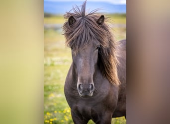 Pony Islandese, Castrone, 4 Anni, 144 cm, Morello