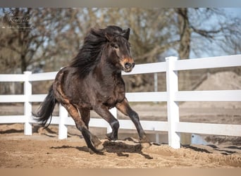 Pony Islandese, Castrone, 4 Anni, Baio