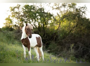 Pony Islandese, Castrone, 4 Anni, Pezzato