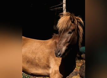 Pony Islandese, Castrone, 5 Anni, 135 cm, Morello