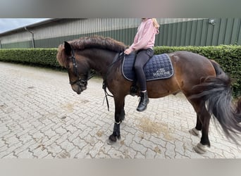 Pony Islandese, Castrone, 5 Anni, 135 cm, Sauro scuro