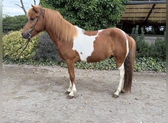 Pony Islandese, Castrone, 5 Anni, 136 cm, Sauro
