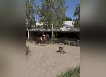 Pony Islandese, Castrone, 5 Anni, 136 cm, Sauro