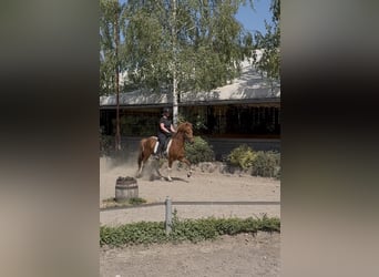 Pony Islandese, Castrone, 5 Anni, 136 cm, Sauro