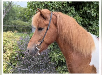 Pony Islandese, Castrone, 5 Anni, 136 cm, Sauro