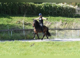 Pony Islandese, Castrone, 5 Anni, 138 cm, Baio