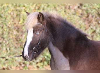 Pony Islandese, Castrone, 5 Anni, 138 cm