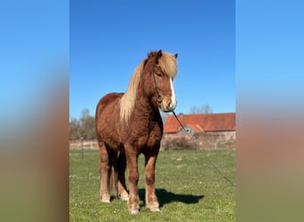Pony Islandese, Castrone, 5 Anni, 138 cm, Sauro