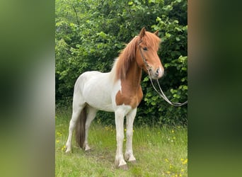 Pony Islandese, Castrone, 5 Anni, 140 cm, Pezzato