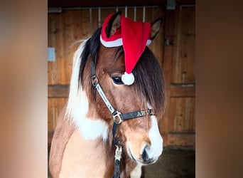 Pony Islandese, Castrone, 5 Anni, 140 cm, Pezzato