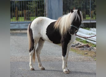 Pony Islandese Mix, Castrone, 5 Anni, 140 cm, Pezzato