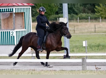 Pony Islandese, Castrone, 5 Anni, 140 cm, Sauro scuro