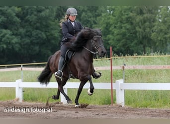 Pony Islandese, Castrone, 5 Anni, 140 cm, Sauro scuro