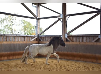 Pony Islandese, Castrone, 5 Anni, 141 cm, Pezzato