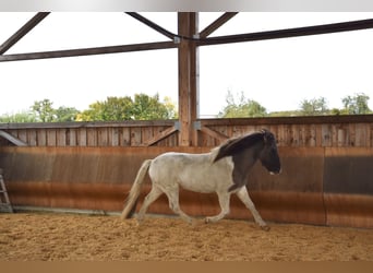 Pony Islandese, Castrone, 5 Anni, 141 cm, Pezzato