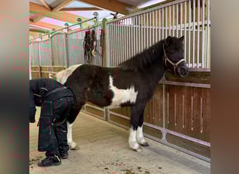 Pony Islandese, Castrone, 5 Anni, 141 cm, Pezzato