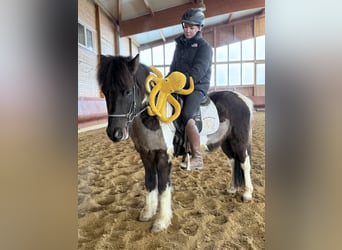 Pony Islandese, Castrone, 5 Anni, 141 cm, Pezzato