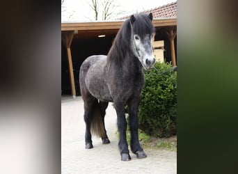 Pony Islandese, Castrone, 5 Anni, 142 cm, Grigio ferro