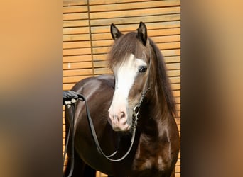 Pony Islandese, Castrone, 5 Anni, 142 cm, Morello