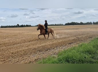 Pony Islandese, Castrone, 5 Anni, 142 cm, Sauro