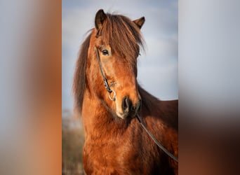 Pony Islandese, Castrone, 5 Anni, 143 cm, Baio