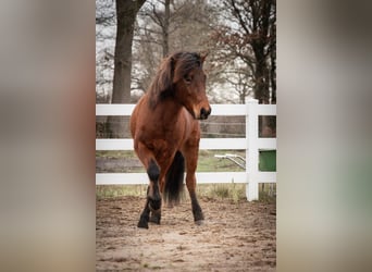 Pony Islandese, Castrone, 5 Anni, 143 cm, Baio