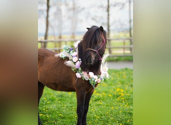 Pony Islandese, Castrone, 5 Anni, 143 cm, Morello