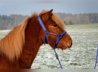 Pony Islandese, Castrone, 5 Anni, 143 cm, Sauro