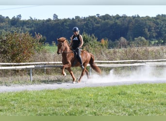 Pony Islandese, Castrone, 5 Anni, 143 cm, Sauro ciliegia