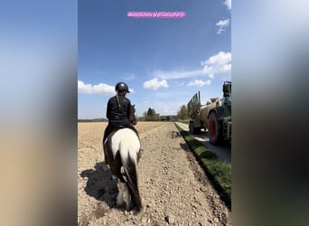 Pony Islandese, Castrone, 5 Anni, 144 cm, Pezzato