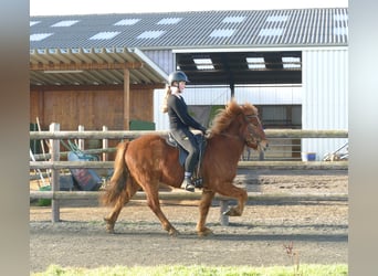 Pony Islandese, Castrone, 5 Anni, 144 cm, Sauro