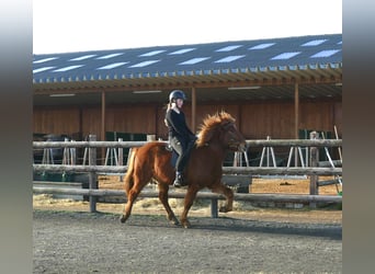 Pony Islandese, Castrone, 5 Anni, 144 cm, Sauro