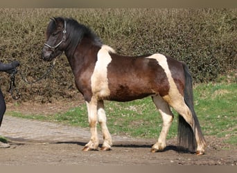 Pony Islandese, Castrone, 5 Anni, 145 cm, Pezzato