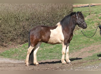 Pony Islandese, Castrone, 5 Anni, 145 cm, Pezzato