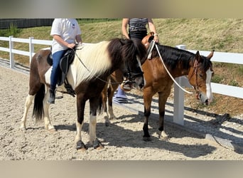 Pony Islandese, Castrone, 5 Anni, 145 cm, Pezzato