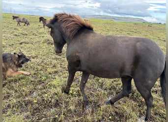 Pony Islandese, Castrone, 5 Anni, 147 cm, Baio