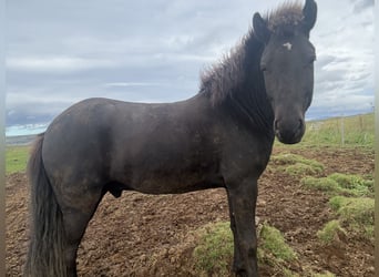 Pony Islandese, Castrone, 5 Anni, 147 cm, Baio