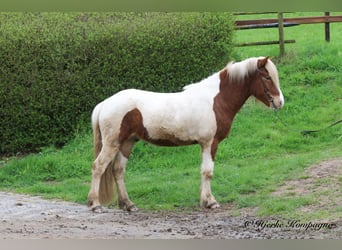 Pony Islandese, Castrone, 5 Anni, 148 cm, Pezzato