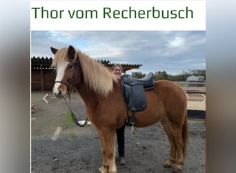 Pony Islandese, Castrone, 5 Anni, 150 cm