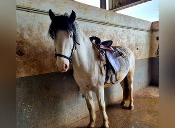 Pony Islandese Mix, Castrone, 5 Anni, 150 cm, Pezzato
